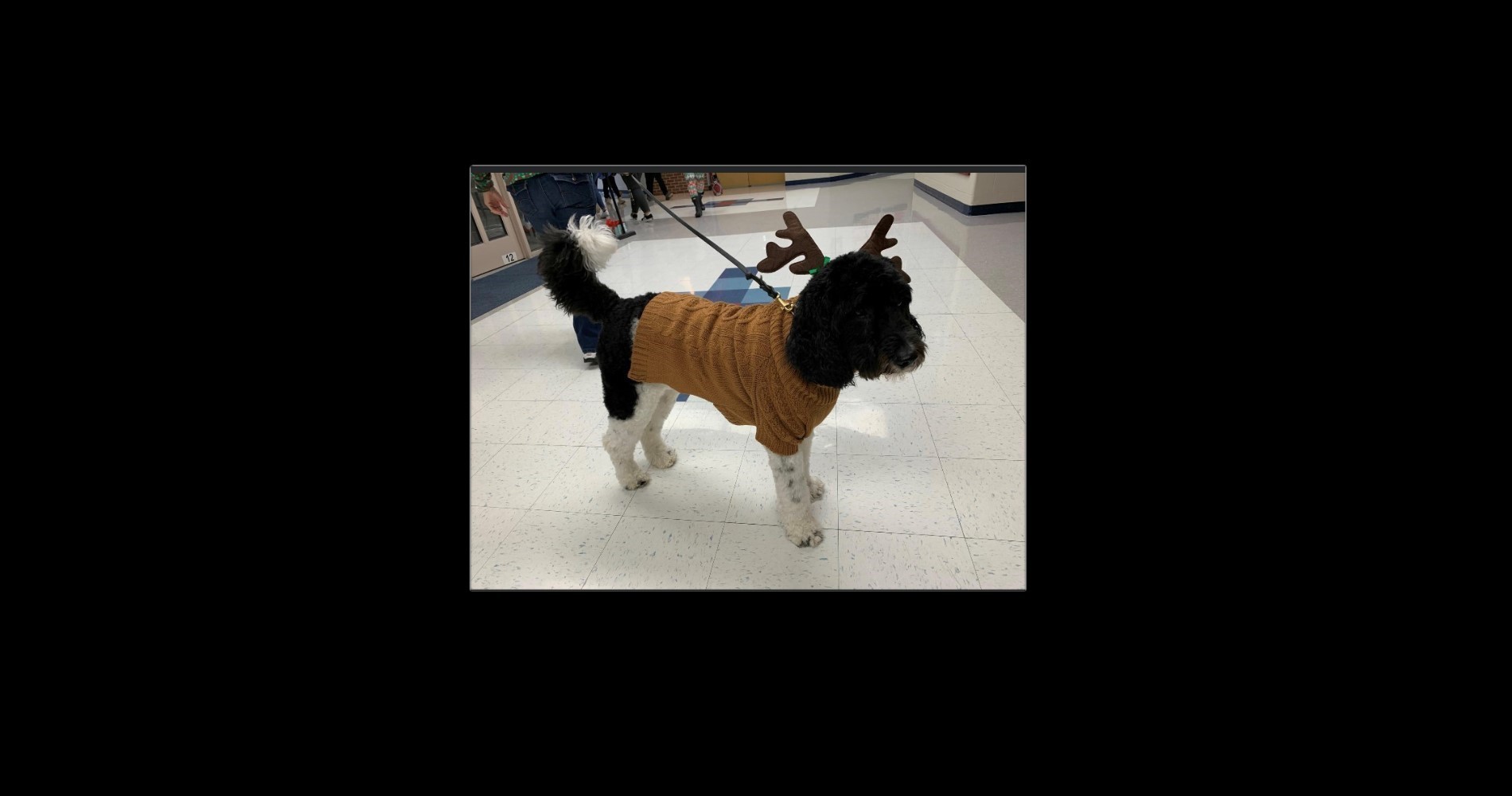 Quigley Costume
